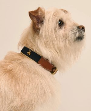 Cotton Webbed, Leather Trim Dog Collar